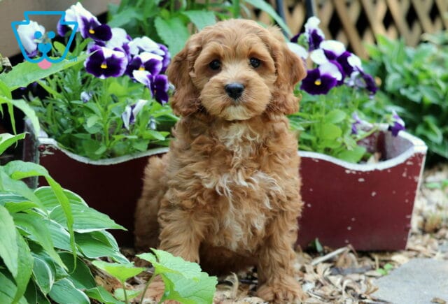 Oreo Cockapoo image
