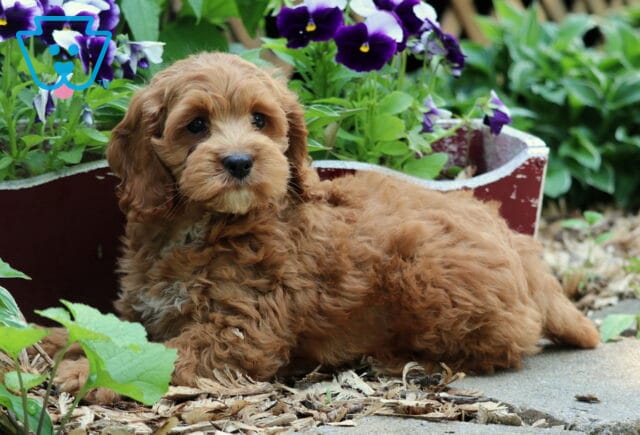 Oreo Cockapoo2 image