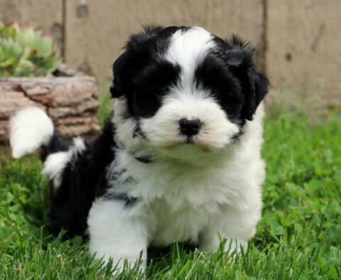 Fluffy black and white Havanese mix puppy standing in green grass, looking directly at the camera with a sweet expression, with a wooden planter and flowers in the background.