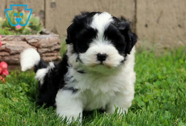 Oreo Havanese Mix image