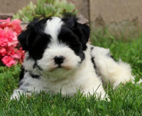 Oreo Havanese Mix2