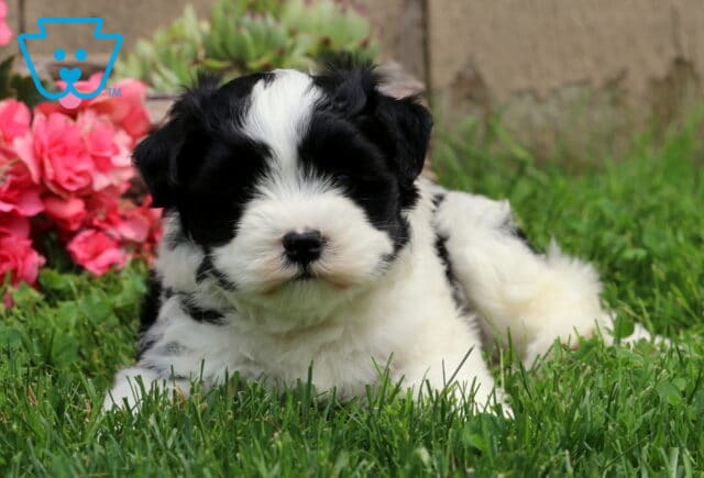 Oreo Havanese Mix2 image