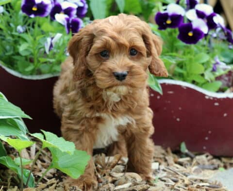 Oscar Cockapoo