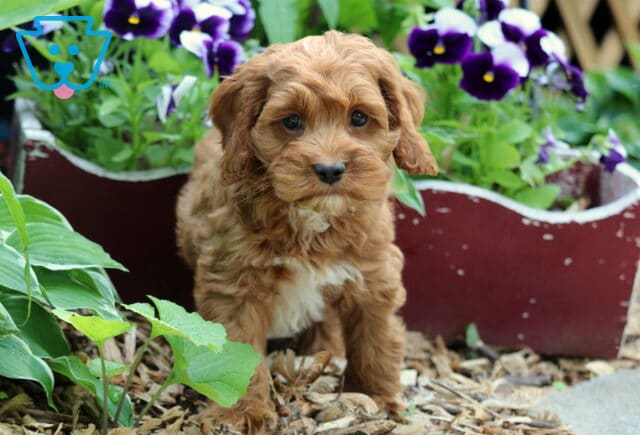 Oscar Cockapoo image