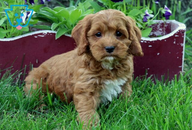 Oscar Cockapoo2 image