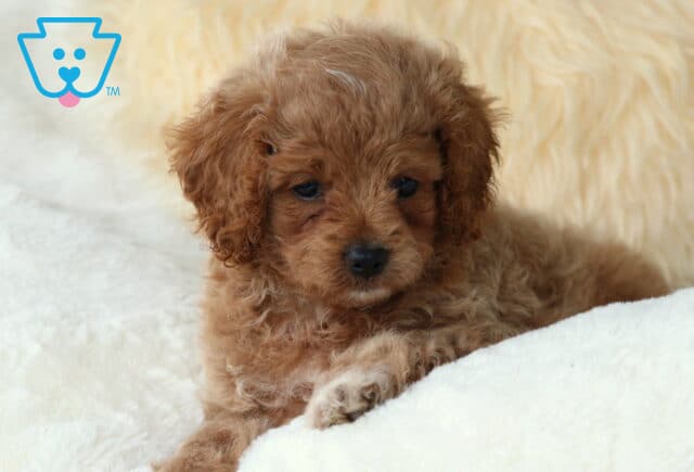 Cavapoo puppy with a soft, curly reddish-apricot coat lying on a white blanket, gazing forward with a relaxed and gentle expression. image