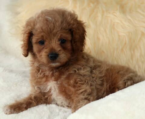 Otis Cavapoo3