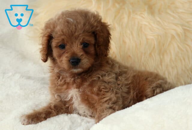 Adorable Cavapoo puppy with a soft, curly reddish-brown coat and a white chest, lounging on a fluffy cream-colored blanket and looking sweetly at the camera. image