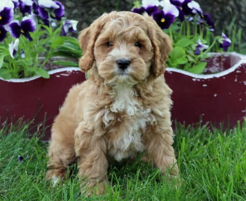 Owen Cockapoo