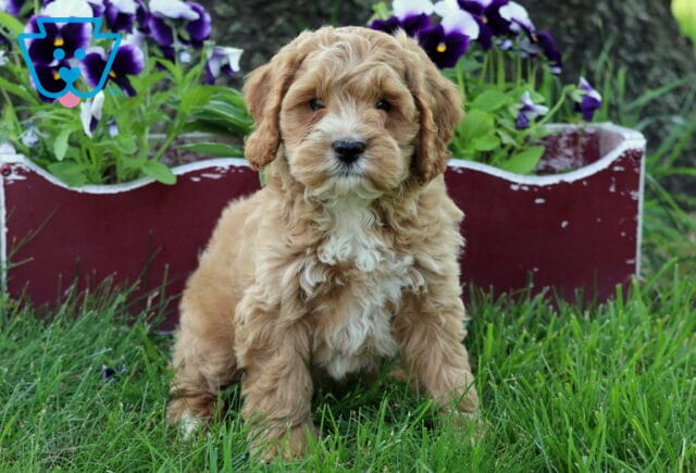Owen Cockapoo image