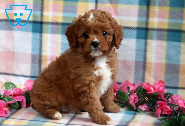 Fluffy Cavapoo puppy with a rich reddish-brown coat, white chest, and a white streak on its forehead, sitting on a pastel plaid blanket with pink flowers in the background. image