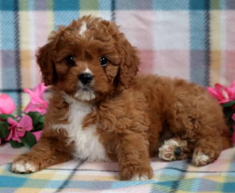 Cute Cavapoo puppy with a curly reddish-brown coat, white chest, and white markings on the face, lying on a soft pastel plaid blanket with pink flowers nearby.