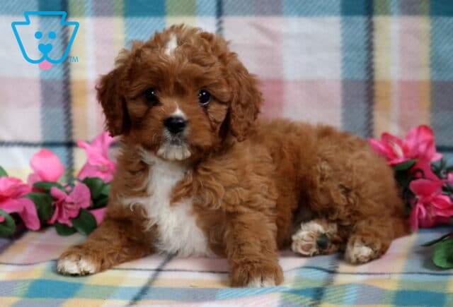Cute Cavapoo puppy with a curly reddish-brown coat, white chest, and white markings on the face, lying on a soft pastel plaid blanket with pink flowers nearby. image