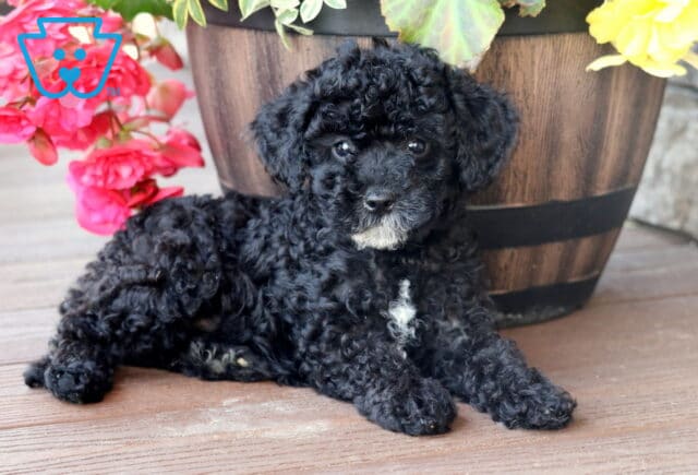 Mini Bernedoodle puppy with thick black curls, a white chin, and a white chest patch lying on a wooden deck near a large flower planter with bright pink and yellow blooms. image