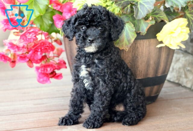 Mini Bernedoodle puppy with dense black curls, a white chest patch, and a light tan chin sitting on a wooden deck in front of a rustic planter filled with colorful pink and yellow flowers. image