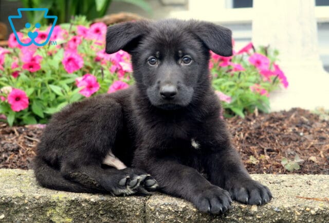 Fluffy black German Shepherd puppy lying on a stone ledge in front of a bed of vibrant pink flowers, looking calmly at the camera. image