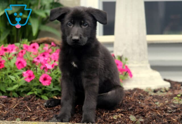 Adorable black German Shepherd puppy sitting on mulch in front of a vibrant bed of pink flowers, with a stone column and greenery in the background. image