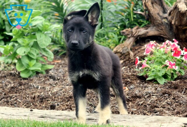 German Shepherd puppy with tan markings standing alert in a garden bed surrounded by greenery and pink flowers. image