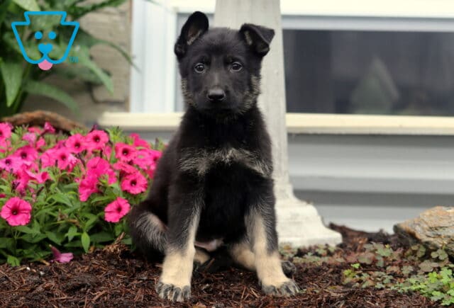 Alert German Shepherd puppy with black and tan fur sitting on mulch near blooming pink flowers, with a stone column and window in the background. image