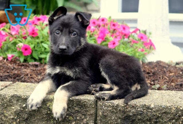 German Shepherd puppy with black and tan markings laying on a stone ledge in front of vibrant pink flowers, looking calmly at the camera. image