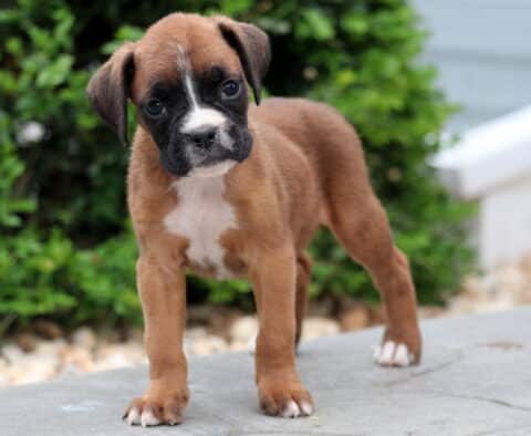 Patch Boxer