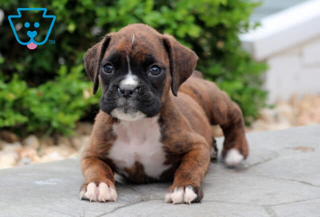 Paws Boxer image