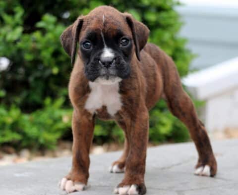 Paws Boxer2