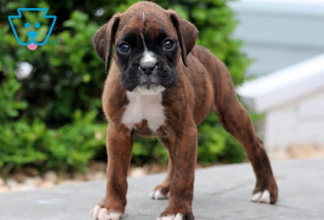 Paws Boxer2 image