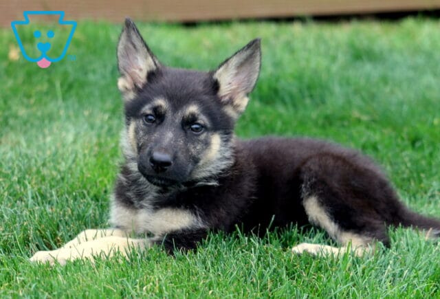 German Shepherd puppy with upright ears and expressive eyes lying on green grass, with a bone-shaped toy beside them, looking relaxed and calm. image