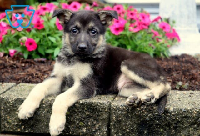 Young German Shepherd puppy with light tan legs and darker coat lounging on a stone wall, with a backdrop of blooming pink flowers and mulch. image