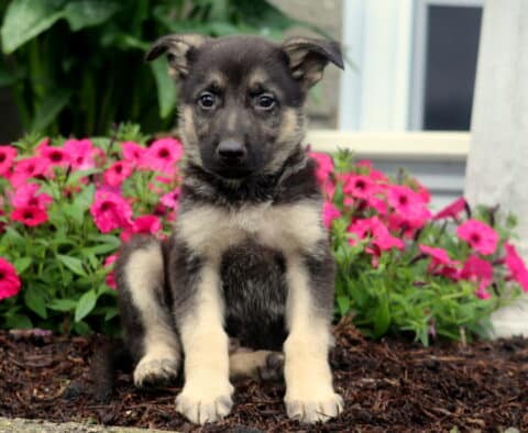 Paws German2