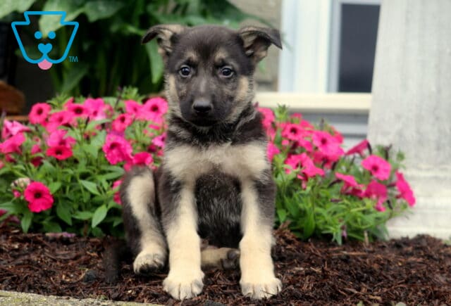 Alert German Shepherd puppy with tan and black fur sits on mulch in front of a cluster of bright pink flowers and green foliage. image