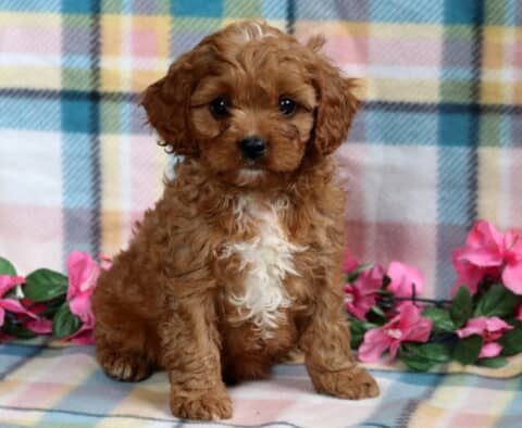 Curly-haired Cavapoo puppy with a reddish coat and a large white patch on the chest, sitting on a pastel plaid blanket with pink flowers in the background.
