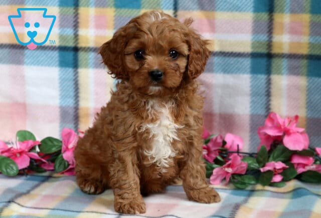 Curly-haired Cavapoo puppy with a reddish coat and a large white patch on the chest, sitting on a pastel plaid blanket with pink flowers in the background. image