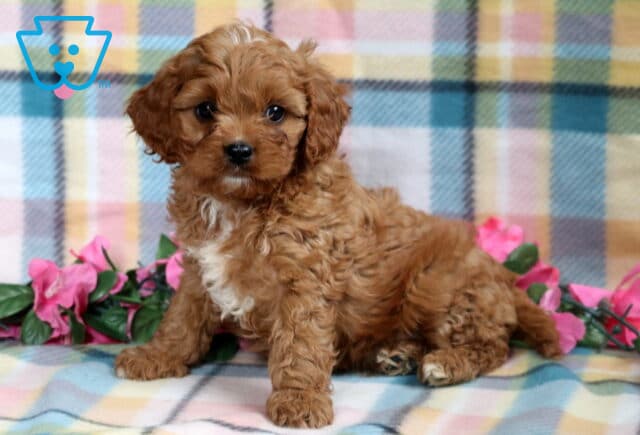 Adorable Cavapoo puppy with soft, curly reddish fur and a white chest, sitting slightly turned on a pastel plaid blanket with pink flowers around. image