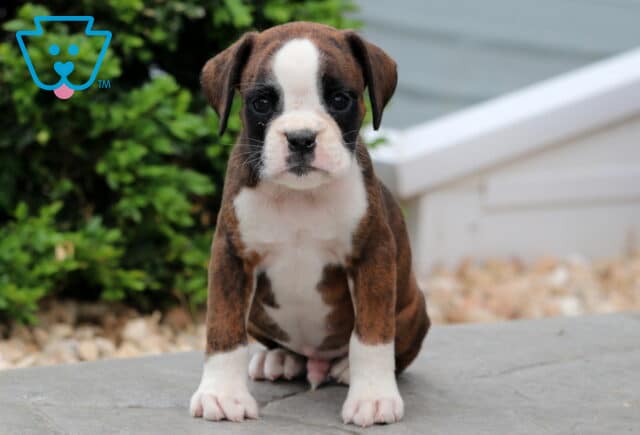 Paxton Boxer image