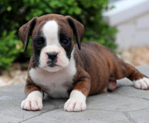 Paxton Boxer2