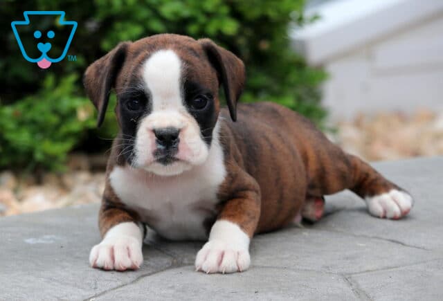 Paxton Boxer2 image