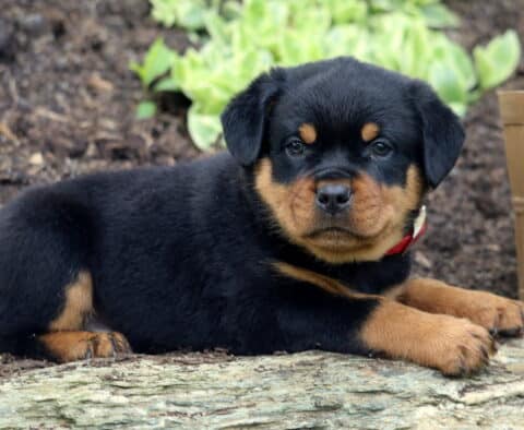 Mini Rottweiler puppy with a red collar lying on a rock in a mulched garden bed, gazing calmly at the camera with a relaxed posture.