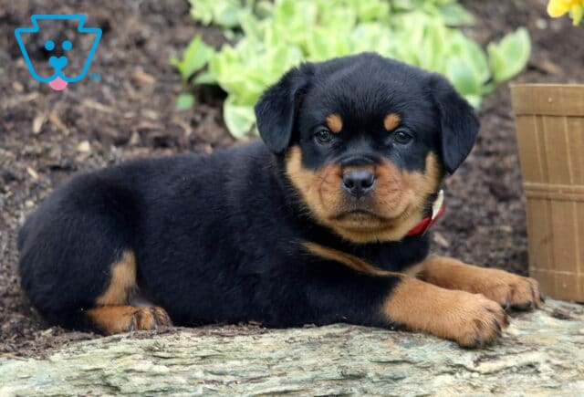 Mini Rottweiler puppy with a red collar lying on a rock in a mulched garden bed, gazing calmly at the camera with a relaxed posture. image