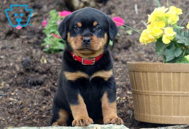 Mini Rottweiler puppy with a bright red collar sitting upright on a rock in a flower bed, with yellow flowers in a wooden pot beside it and colorful blossoms in the background. image