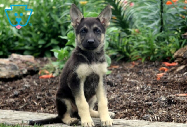 German Shepherd puppy with a soft black and tan coat sitting upright on a log, surrounded by garden plants and mulch, looking directly at the camera with perky ears. image