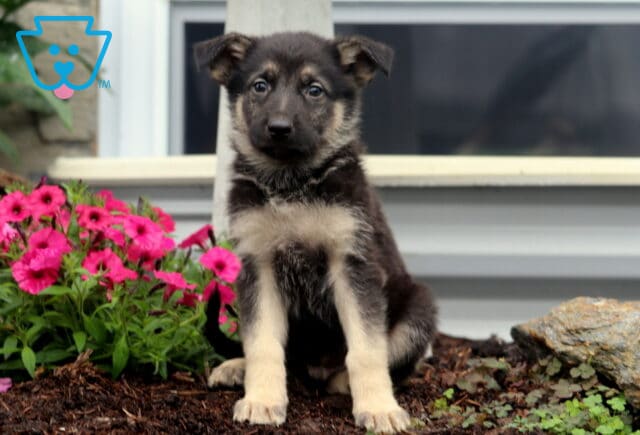 German Shepherd puppy with tan legs and a dark face sits upright on mulch beside blooming pink flowers, with a house window and pillar in the background. image