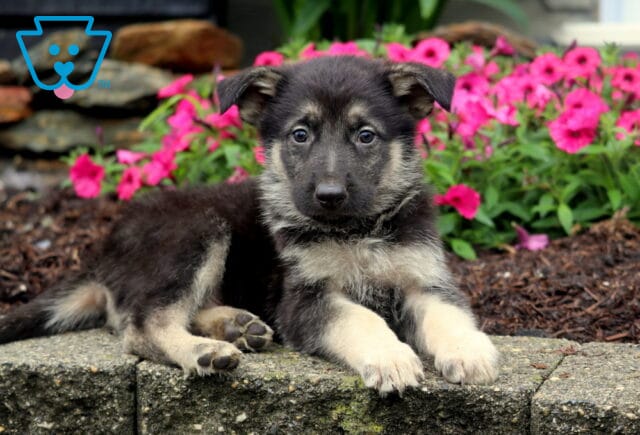 German Shepherd puppy with tan and black fur lies on a stone edge, looking up with alert eyes, with a bed of bright pink flowers in the background. image
