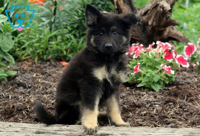 Fluffy German Shepherd puppy with cream-colored paws and chest sitting on a garden bed near blooming pink and white flowers. image