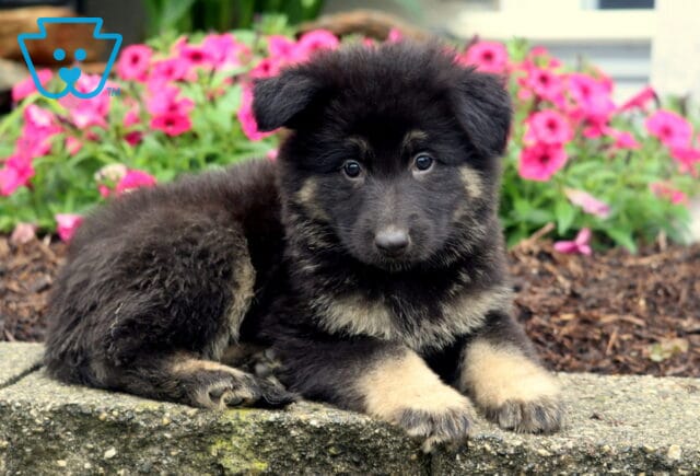 Fluffy German Shepherd puppy with soft black and tan fur rests on a stone ledge, gazing sweetly at the camera with a bed of bright pink flowers behind. image