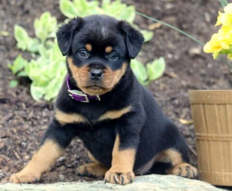 Adorable Mini Rottweiler puppy with a purple collar sitting alertly on a stone ledge beside a pot of yellow flowers, with fresh mulch and green plants in the background.