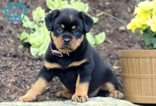 Adorable Mini Rottweiler puppy with a purple collar sitting alertly on a stone ledge beside a pot of yellow flowers, with fresh mulch and green plants in the background. image