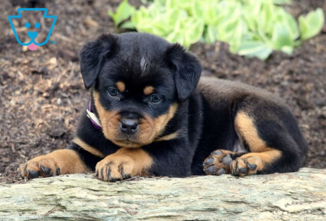 Mini Rottweiler puppy with a purple collar laying down on a rock, looking down with a curious expression, surrounded by mulch and green foliage in the background. image