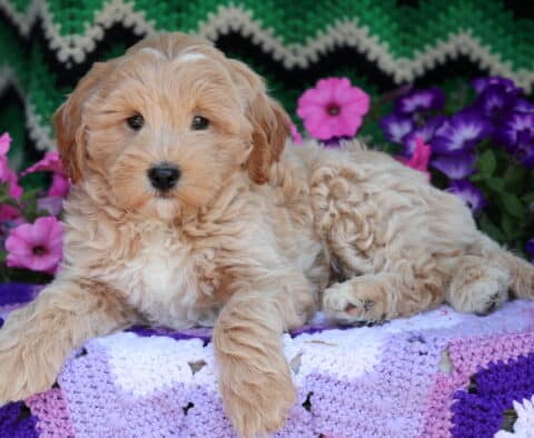 Peanut Brittle Mini Goldendoodle